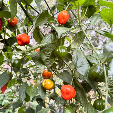 Aji Dulce Orange - Seeds - The Pepper Pantry (Formerly Marie Sharp's)